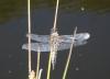 Libellula quadrimaculata
